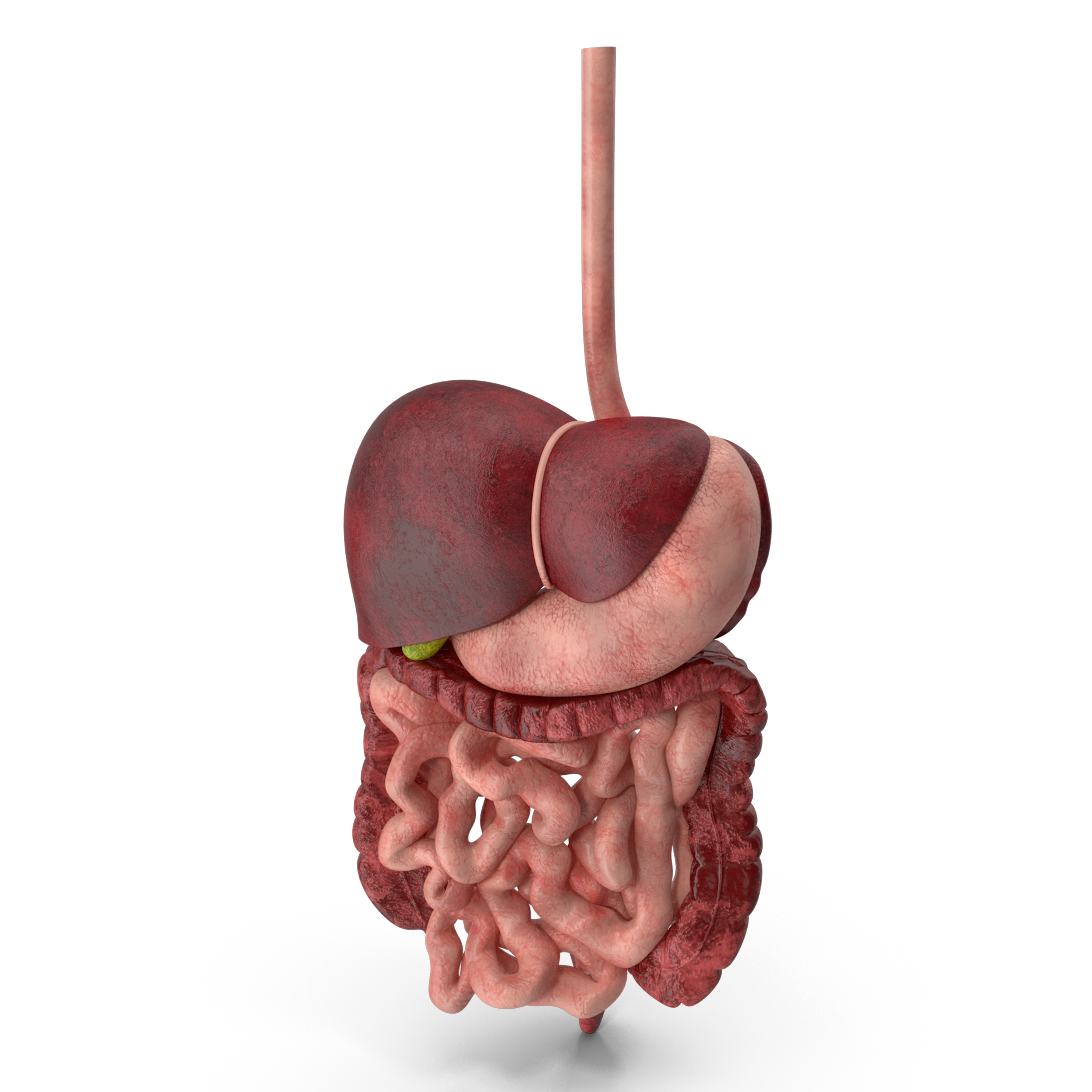 Healthy Intestine After Virechana